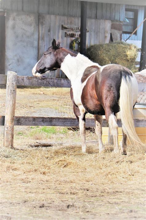 Black and White Paint Horse Stock Photo - Image of equine, black: 146256078