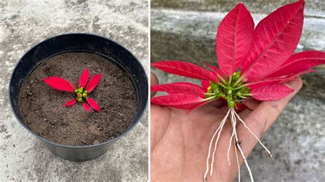 How To Grow Poinsettias From Flower Stalks YouTube