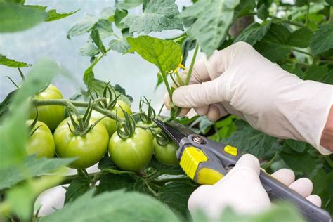 C Mo Podar Tomates Gu A Con Pasos Y Consejos