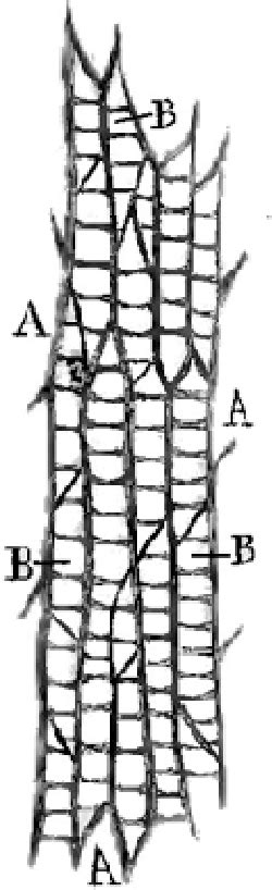 Figure 2 From Rediscovering The First Monograph On Plant Anatomy