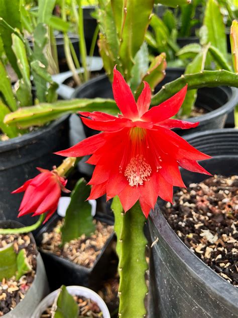 Epiphyllum Red Orchid Cactus Ackermannii Etsy