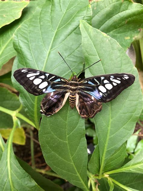 Photo Gallery Friday Butterflies Are Blooming At Frederik Meijer