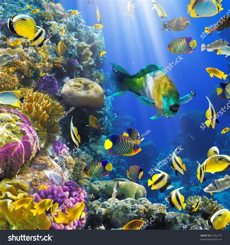 Photo Tropical Fish On Coral Reef Stock Photo 81562777 Shutterstock