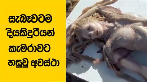 සැබෑ දියකිදුරියන්ව හමුවුන අවස්ථා 5 ක් මෙන්න 5 Times Real Mermaid