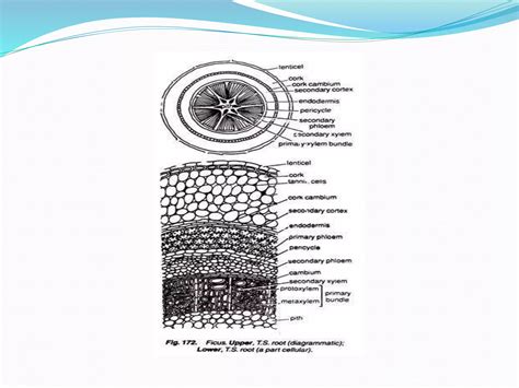 Anatomy Of Dicot And Monocot Rootpptx