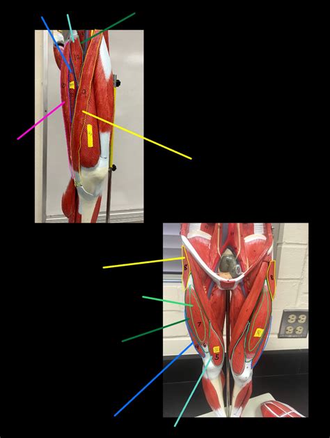 Anatomy Leg Part. 2 Diagram | Quizlet