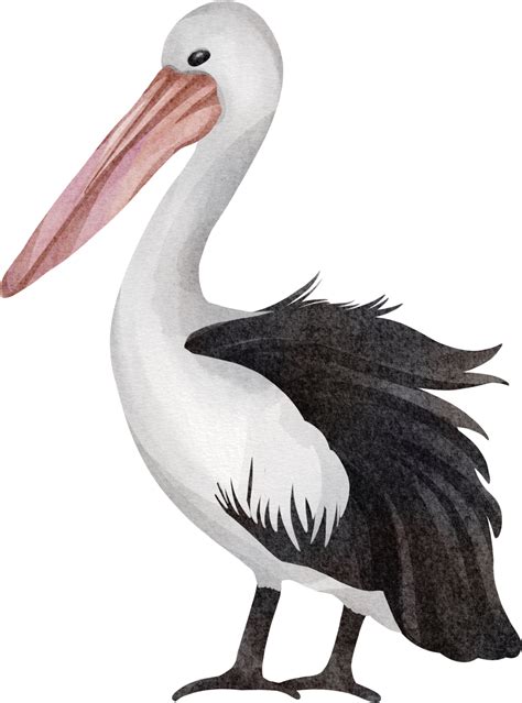 watercolor pelican clip art 23323740 PNG