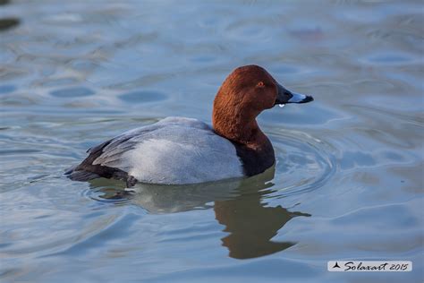 Aythya Ferina Moriglione Common Pochard