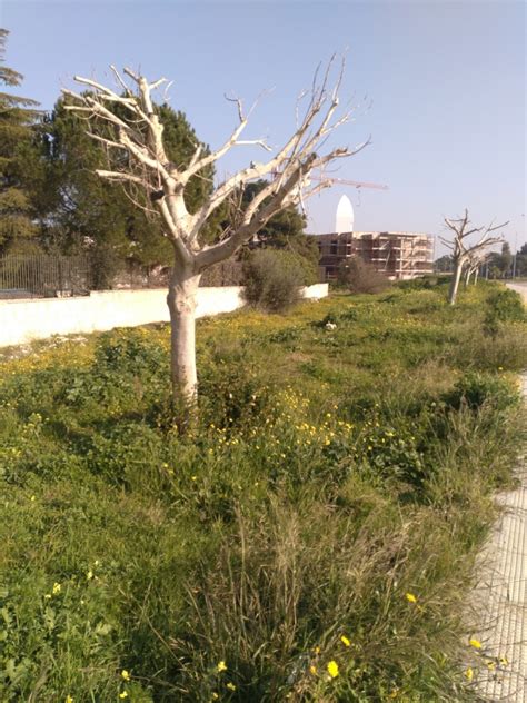 Quindici Molfetta Alberi Secchi E Abbandonati A Molfetta La Denuncia