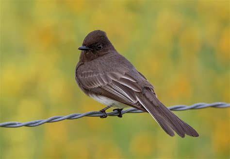 Black Phoebe | San Diego Bird Spot