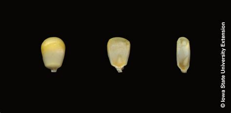 Corn Growth Stages | Integrated Crop Management