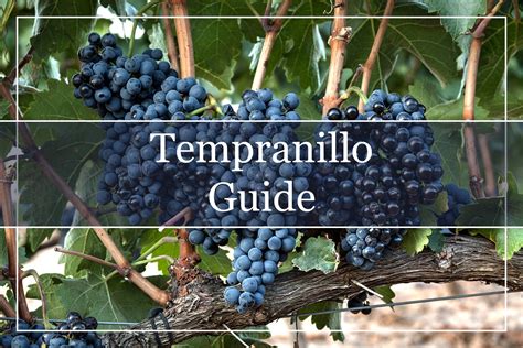 Tempranillo – The Ultimate Wine Guide - WinePros