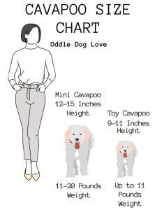 How Big Will My Cavapoo Grow? Sizes Explained