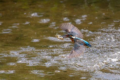 Common Kingfisher Catching Fish · Free Stock Photo