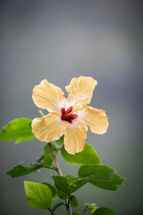 Top 4 Kauai Botanical Gardens | Kauai Condo Rentals