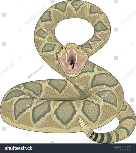 1,776 Diamondback Snake Images, Stock Photos & Vectors | Shutterstock