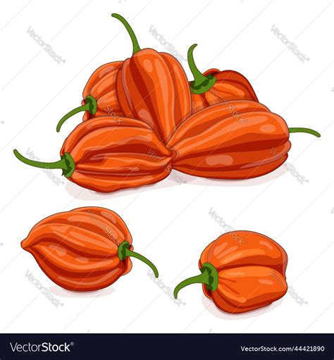 Group Of Orange Habanero Peppers Cartoon Style Vector Image