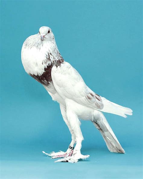 English Pouter Pigeon: Breed Profile, Pictures & Facts