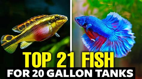 Best Fish For Gallon Tank Top Picks Explained In Minutes Youtube