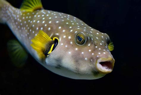 Peixos Ossis archivos Pàgina 5 de 6 L Aquàrium