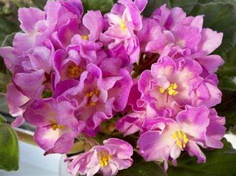 ФИАЛКИ В БЕЛАРУСИ, фиалки В МОГИЛЕВЕ, зарубежные сорта, ЗАКАЗАТЬ ФИАЛКИ ...