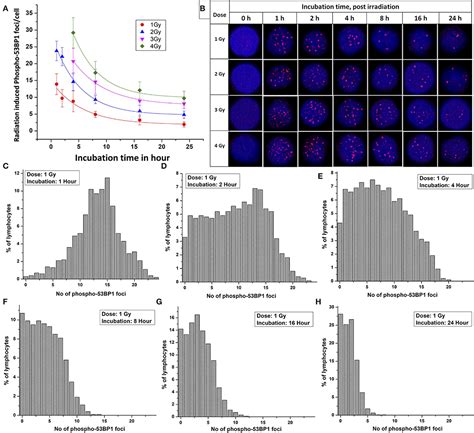 Frontiers Establishment Of In Vitro Calibration Curve For Co Rays