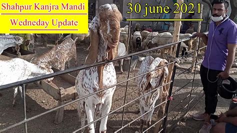 Wednesday Shahpur Kanjra Mandi Update June Goats For Qurbani