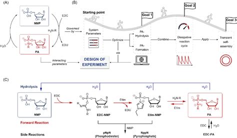 Reaction scheme and outline. (A) General scheme of the dissipative ...