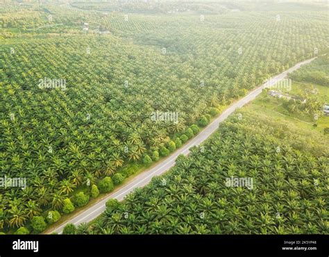 Aerial View Of Palm Oil Plantation In Asia Agricultural Background