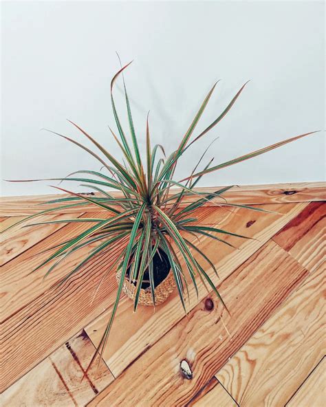 Dracaena Reflexa Plant Care Growing Plantcarefully