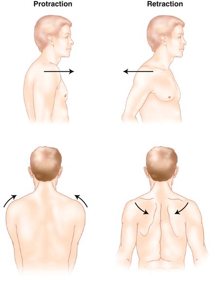 Protraction Anatomy