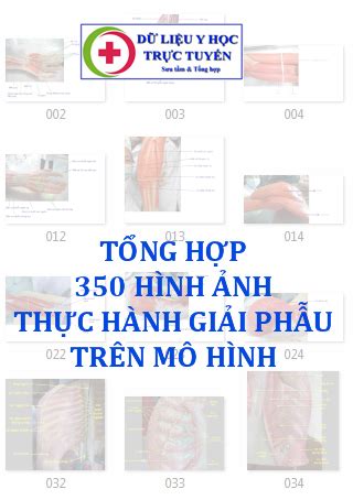 hinh anh thuc hanh giai phau tren mo hinh