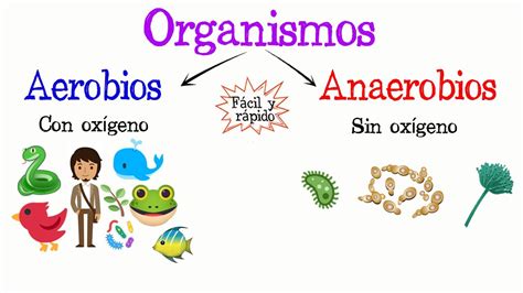 🌿organismos Aerobios Y Anaerobios🐝 [fácil Y Rápido] BiologÍa Youtube