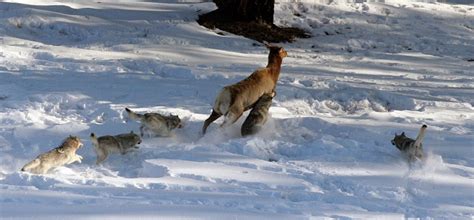 √ Arctic Wolf Hunting Caribou - Alumn Photograph