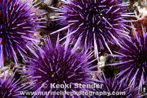 Purple Urchin, Strongylocentrotus purpuratus