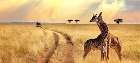 Days Of Serengeti Fly In Safari Tanzania Safari Packages From Arusha