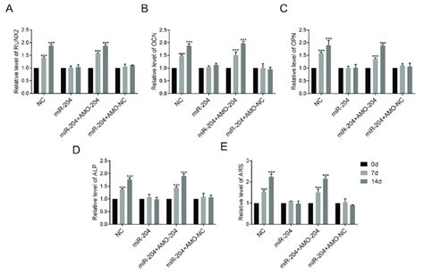 Osteogenic Differentiation Of Bmscs Mediated By Mir 204 Regulation Of