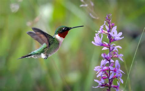 Iconic North American Wildlife