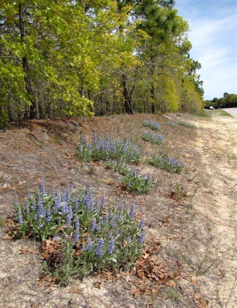 Plants North Carolina Native Plant Society Blue Sandhill Lupine Native Plants Plants