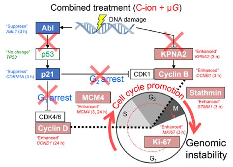 Schematic Representation Of The Proposed Model Of Cell Cycle Related