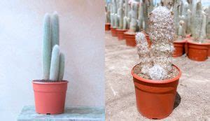 Cuidados De Los Cactus En Invierno Todo Lo Que Debes Saber