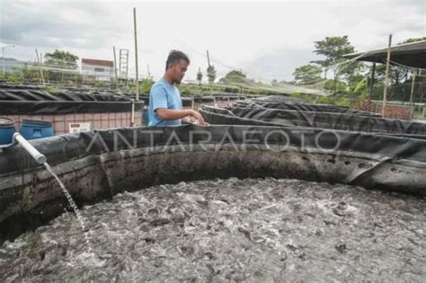 Pembudidaya Ikan Diimbau Untuk Efisien Manfaatkan Air Saat Musim