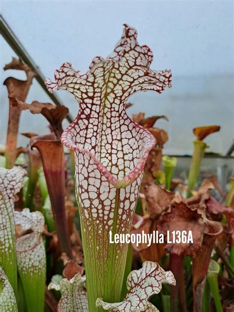 Sarracenia Leucophylla L A L L X Premysl Okta X Adrian Slack Cl