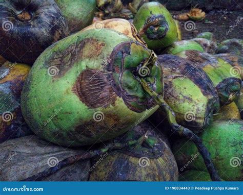 Colheita De Coco Imagem De Stock Imagem De Cocos Litoral 190834443