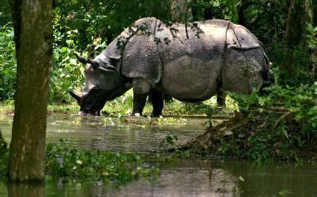 Poachers Cut Rhino’s Horn in Assam - India's Endangered