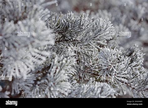 Winter in Lithuania Stock Photo - Alamy