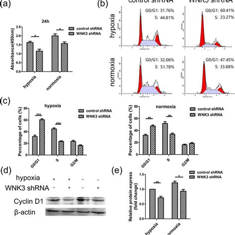 Wnk Knockdown Inhibits U Cell Proliferation In Hypoxic And Normoxic