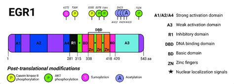 Egr Protein Domains And Post Translational Modifications The Multiple