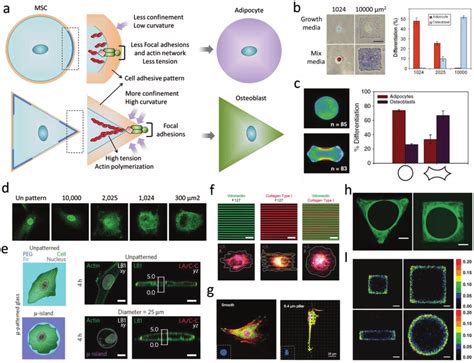 The Effect Of Geometry And Topography On Cell Fate Decisions A