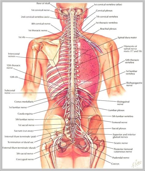 Pictures Of The Muscular System Image | Anatomy System - Human Body ...